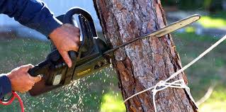 Best Tree Mulching  in Acworth, GA