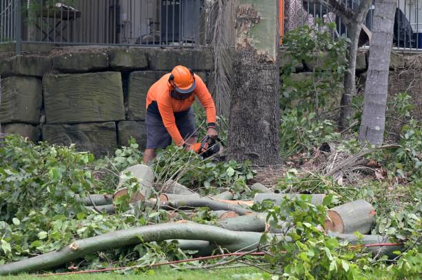 Reliable Acworth, GA Tree Services Solutions